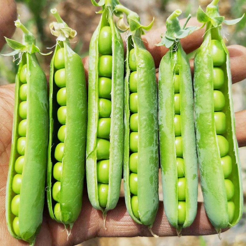 甜脆青豌豆种子豌豆种籽甜苗种豌豆苗尖种蔬菜孑菜豌豆碗豆种
