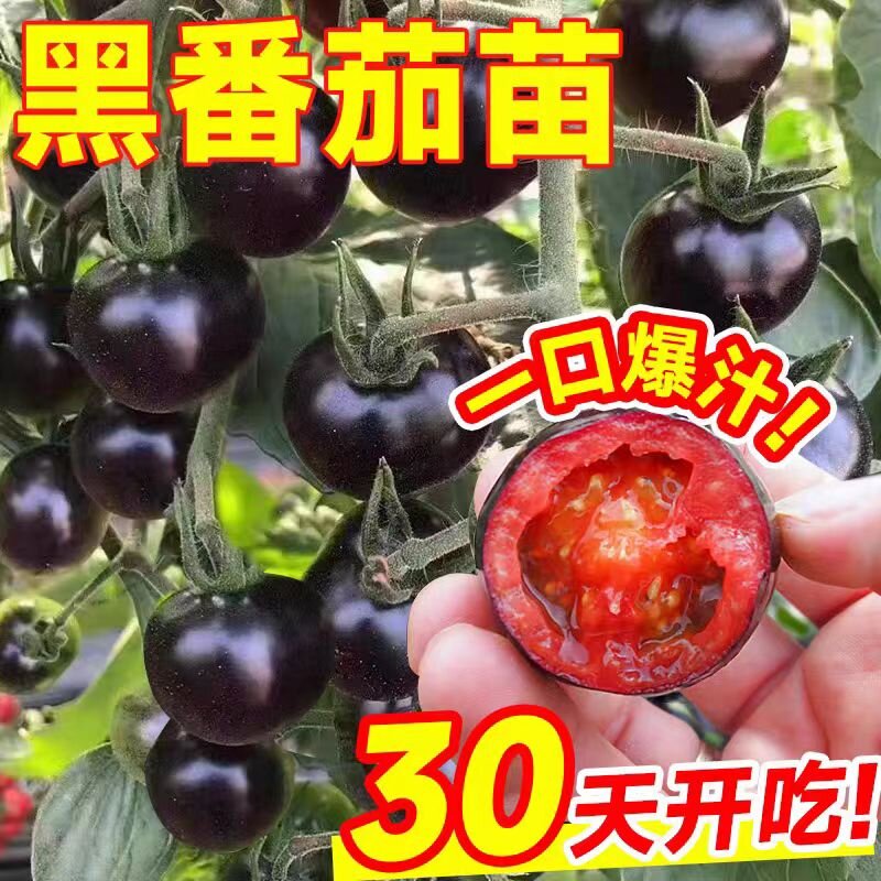 黑珍珠番茄苗秧苗糖水炸弹水果西红柿苗子阳台盆栽四季种圣女果苗