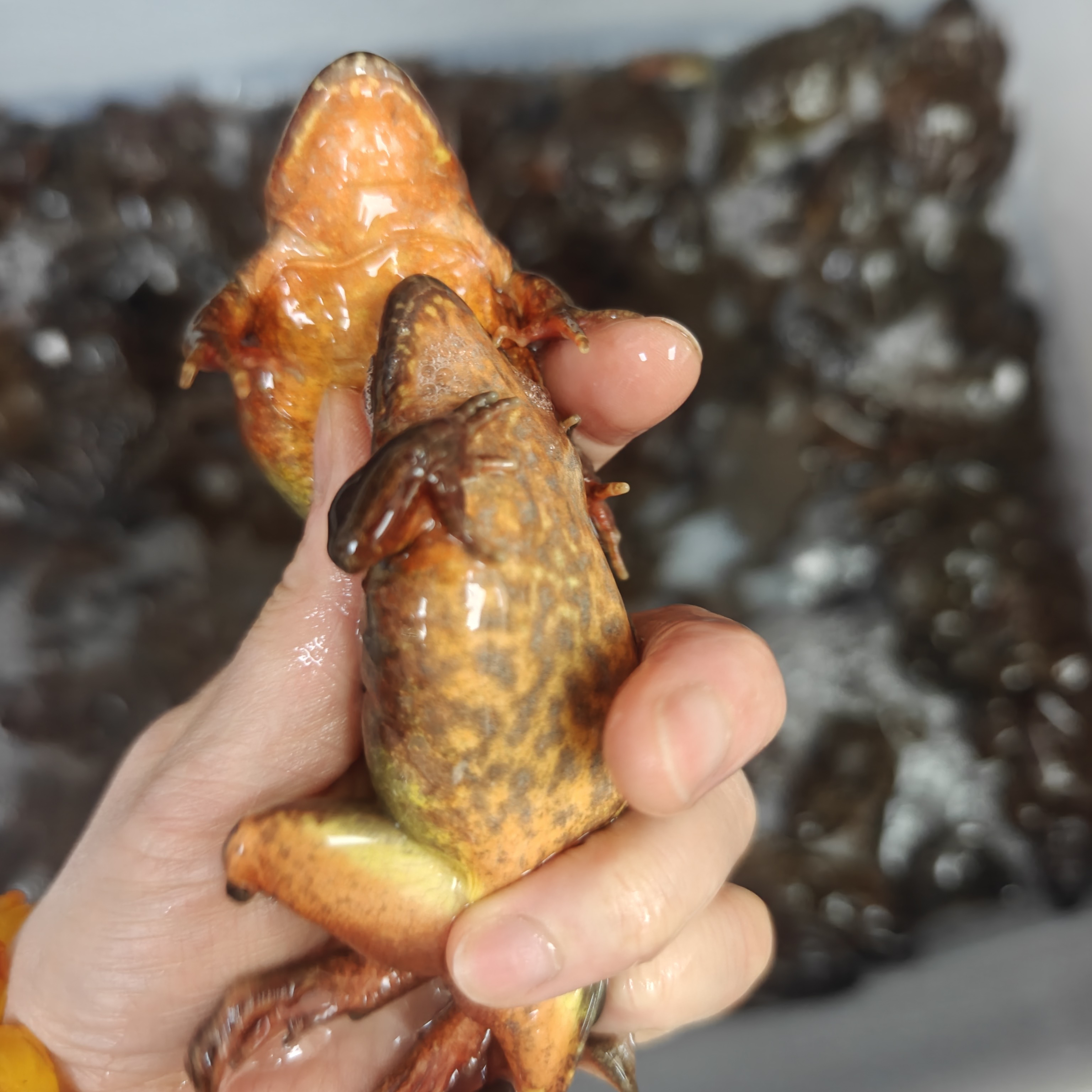 东北林蛙鲜活发货15个一斤