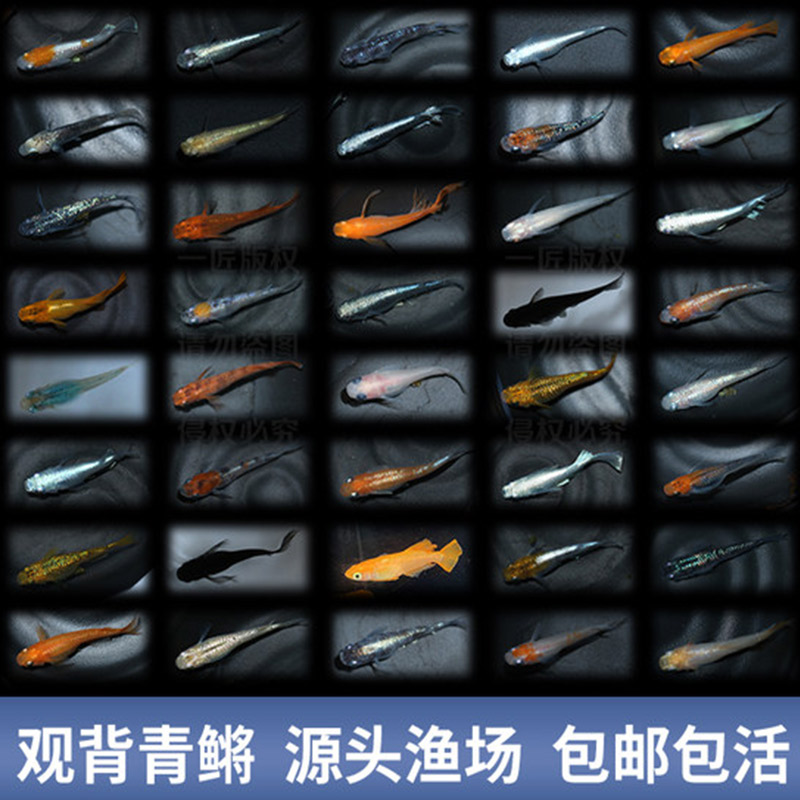 观背青鳉魔法鱼养鱼新手必入 包活冷水鱼天花板 观赏鱼小型锦鲤