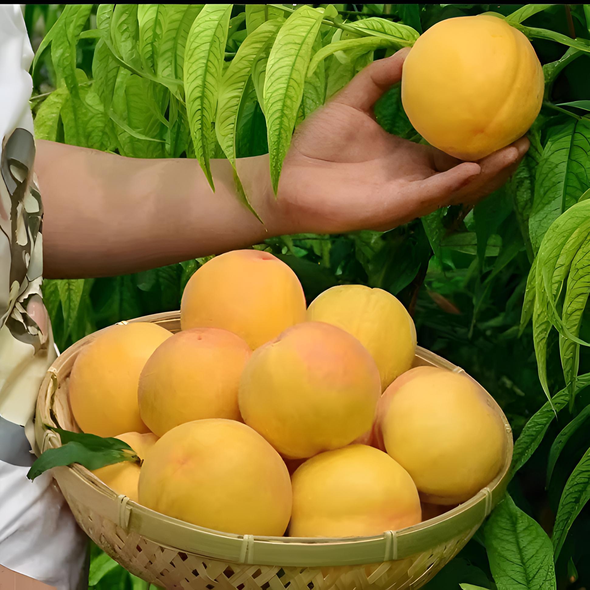 桃子苗黄桃树苗果树苗嫁接黄桃桃树苗早晚熟南北方种植黄桃果树苗