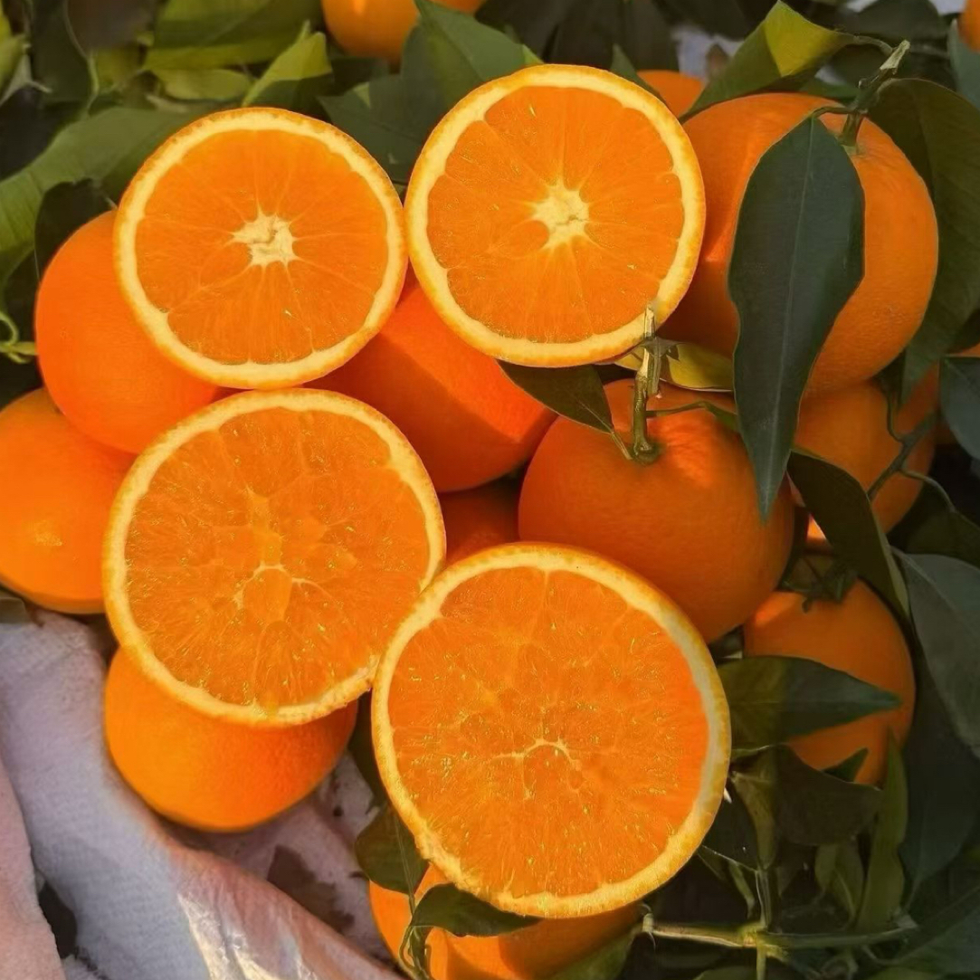 正宗四川大凉山雷波脐橙当季现采新鲜水果