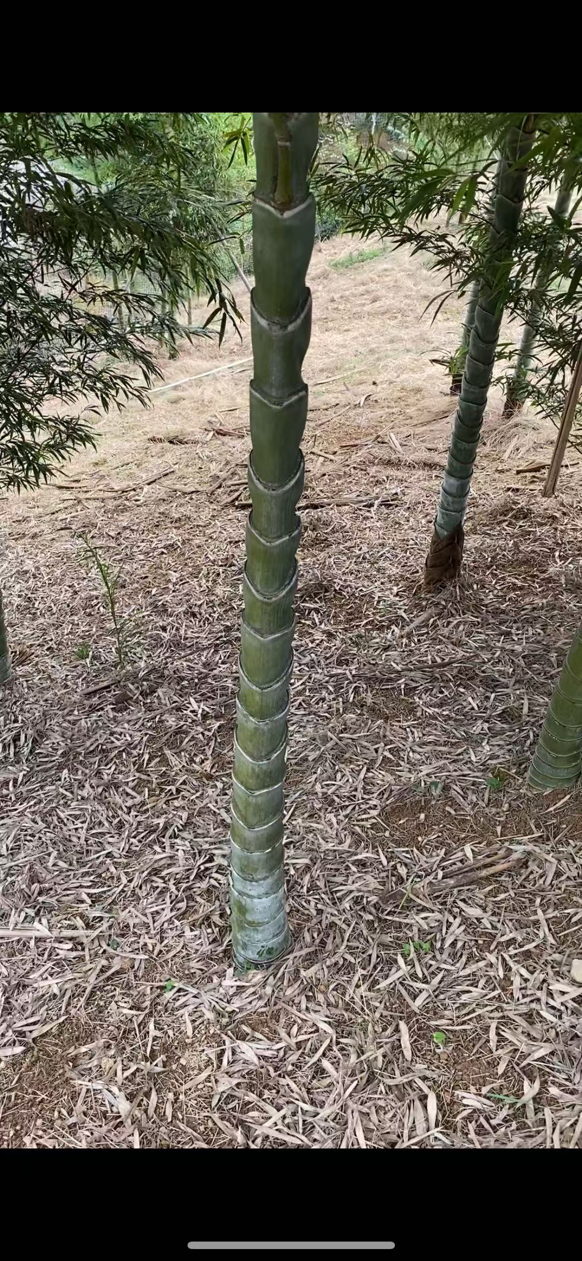 元宝竹 耐寒竹 耐寒盆栽 招财竹 庭院绿化