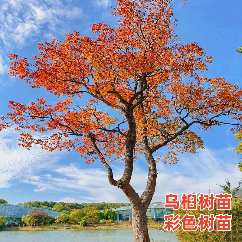 红叶乌桕树苗彩叶苗木丛生乌桕大型耐寒庭院风景树桕子树菩提树苗
