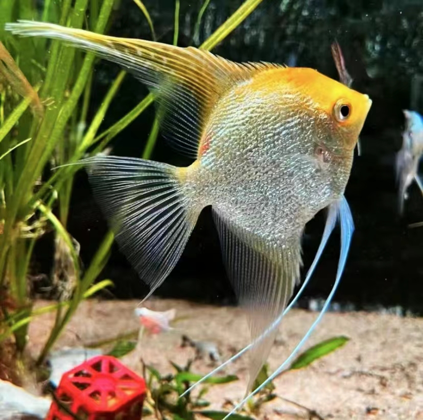 金鼎神仙燕鱼热带淡水观赏鱼好养耐活适合新手