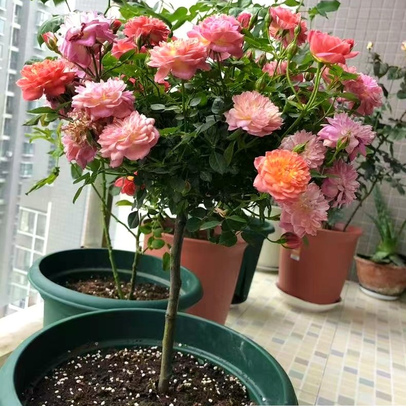 姬月季阳台躲躲藏藏棒棒糖大丽花美观易养花卉太阳花玫瑰玫瑰花