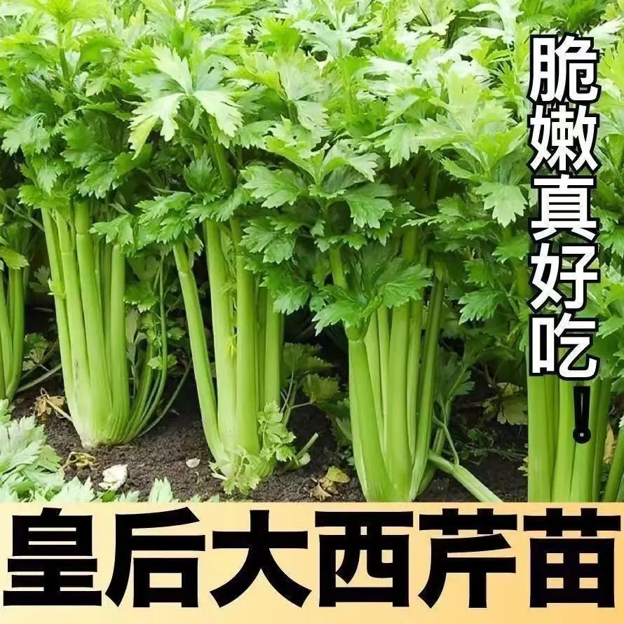 【四季食用】耐寒秋冬种植西芹苗幼苗秧苗子芹菜苗蔬菜苗