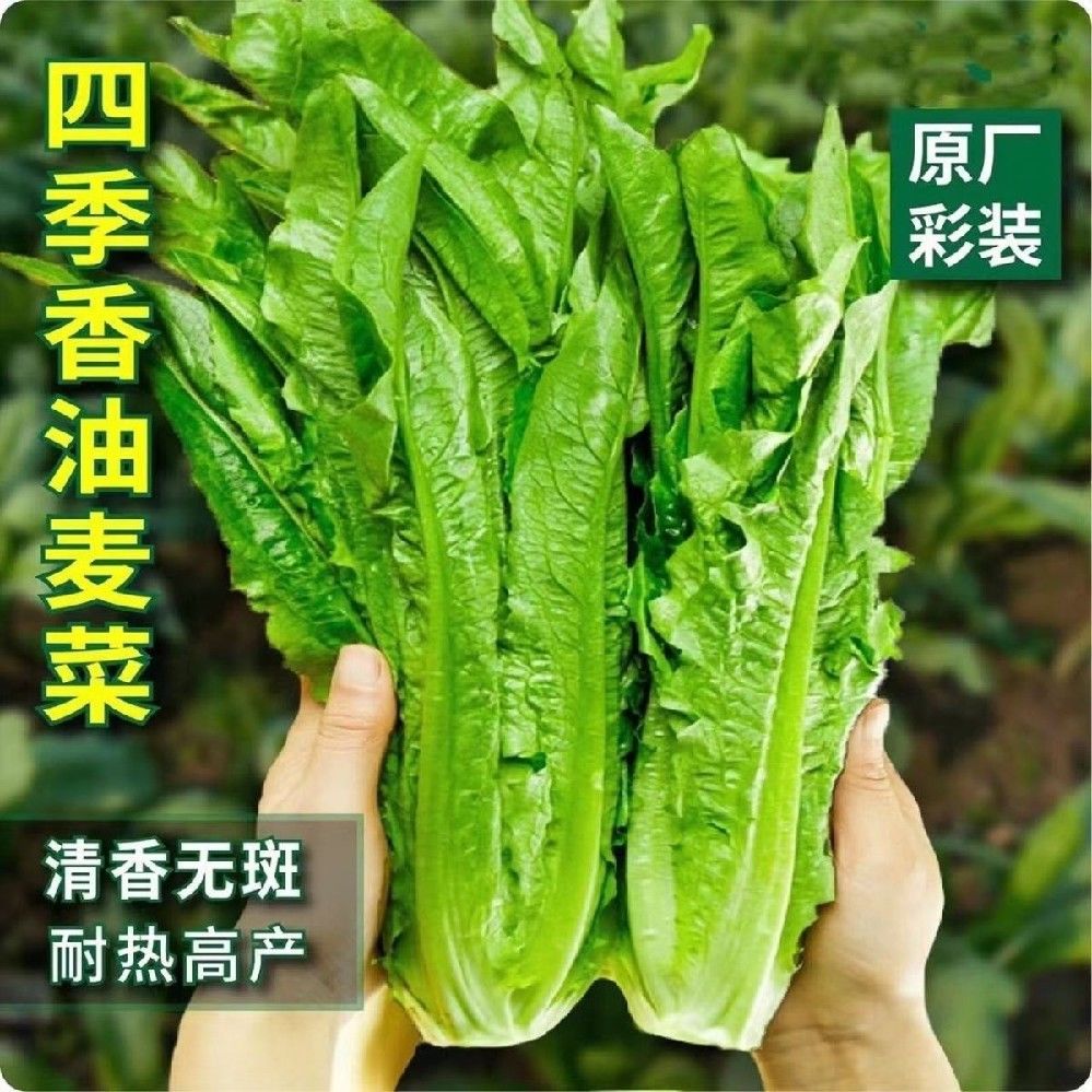 四季油麦菜种子耐热寒鲜嫩清香庭院盆栽四季春秋高产蔬菜种子大全