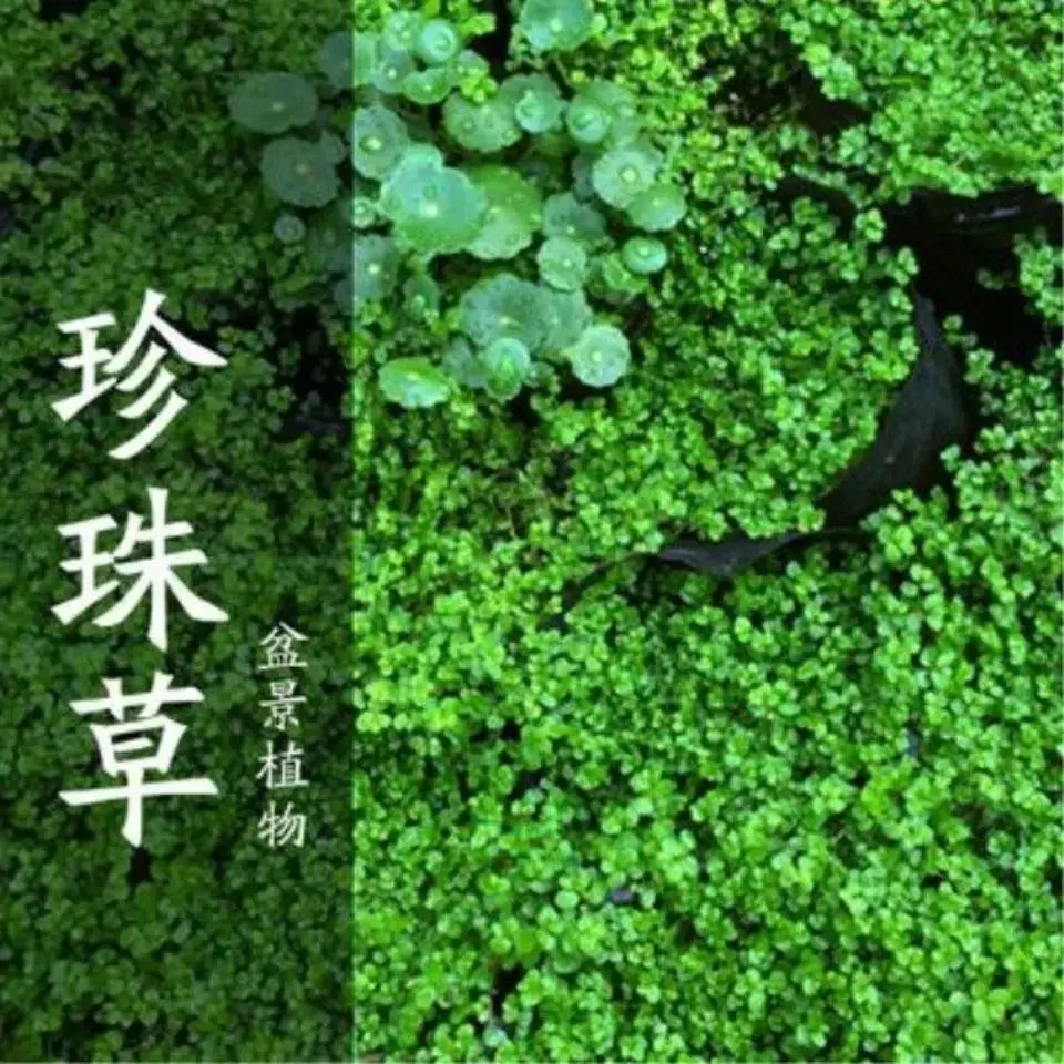 假山草籽种子珍珠草盆景草籽上吸水石花草造景四季常青盆栽农家菜