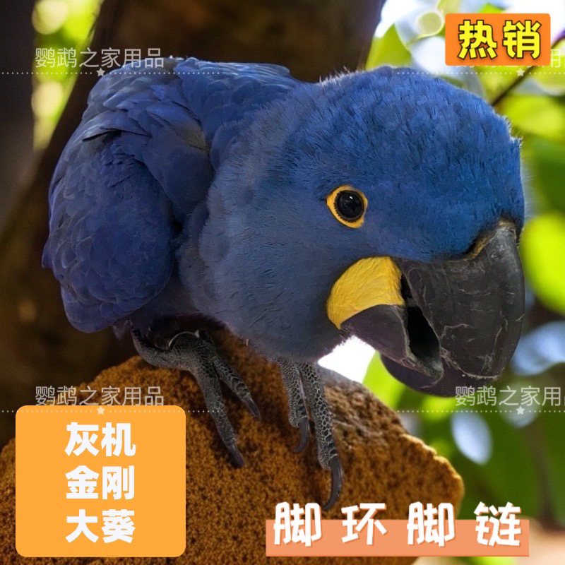 中大型鹦鹉不锈钢脚环链灰机金刚大葵开口活扣防脱扣防咬免费刻字