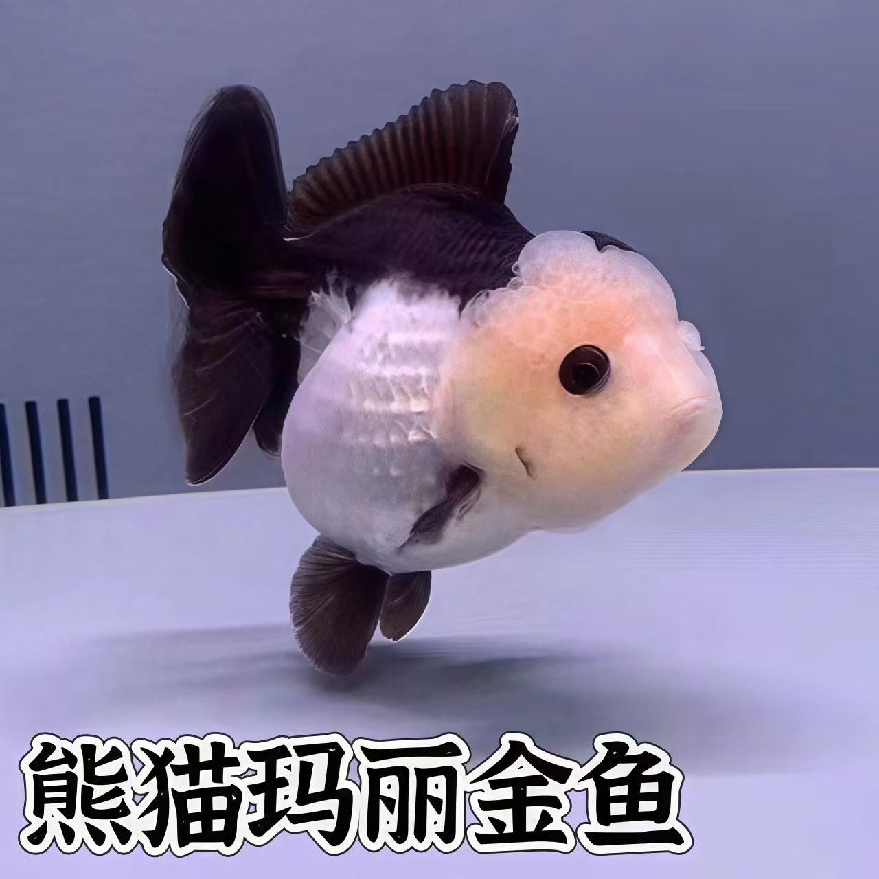 精品三色玛丽泰狮金鱼活鱼黑白百褶进口F1观赏鱼苗冷淡水好养耐活