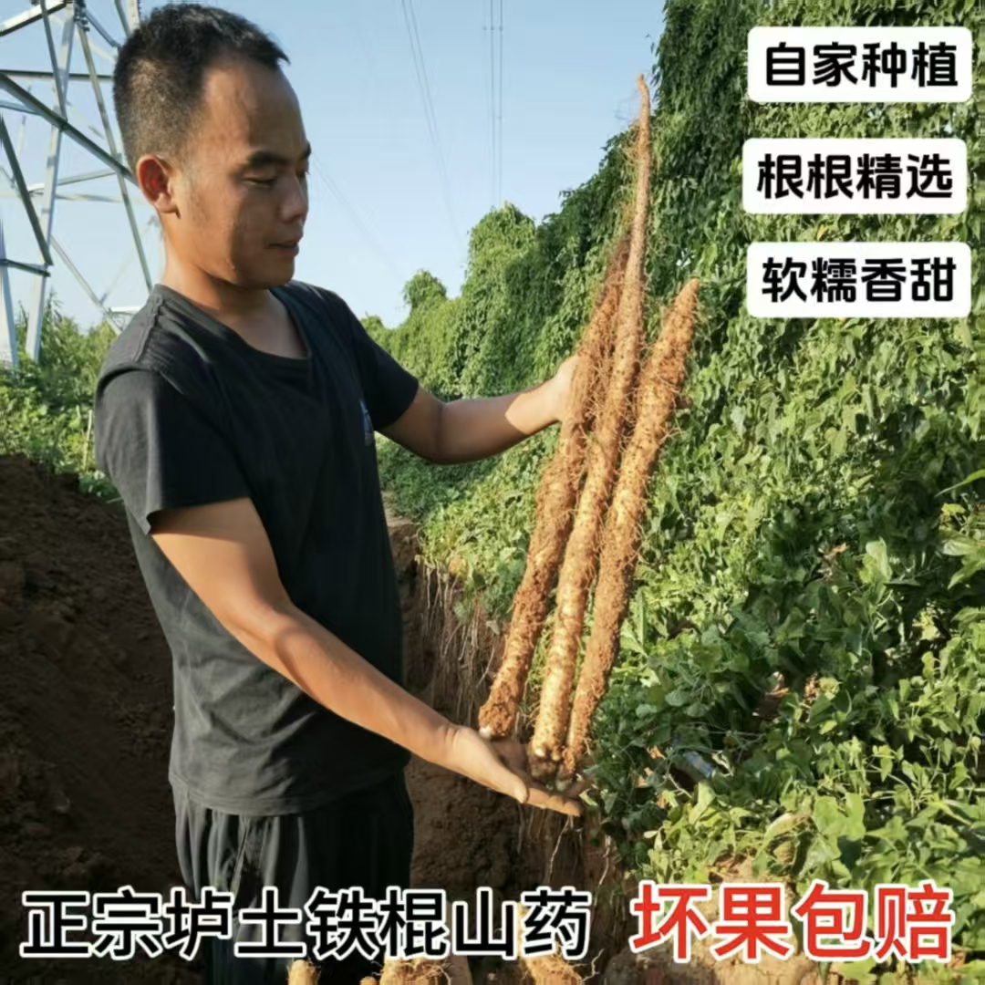 河南正宗垆土铁棍山药自家种植新鲜现挖软糯香甜健脾营养滋补特产