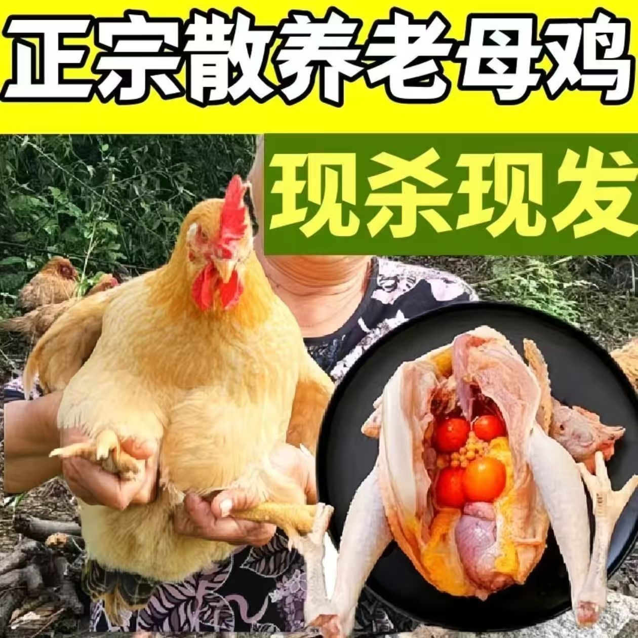 《2只母鸡》竹林散养土鸡深山黄油老母鸡4.8-5.2斤新鲜现杀带内脏