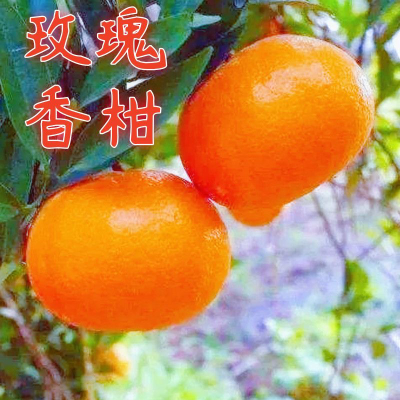 重庆奉节玫瑰香柑香甜多汁细嫩化渣新鲜采摘水果