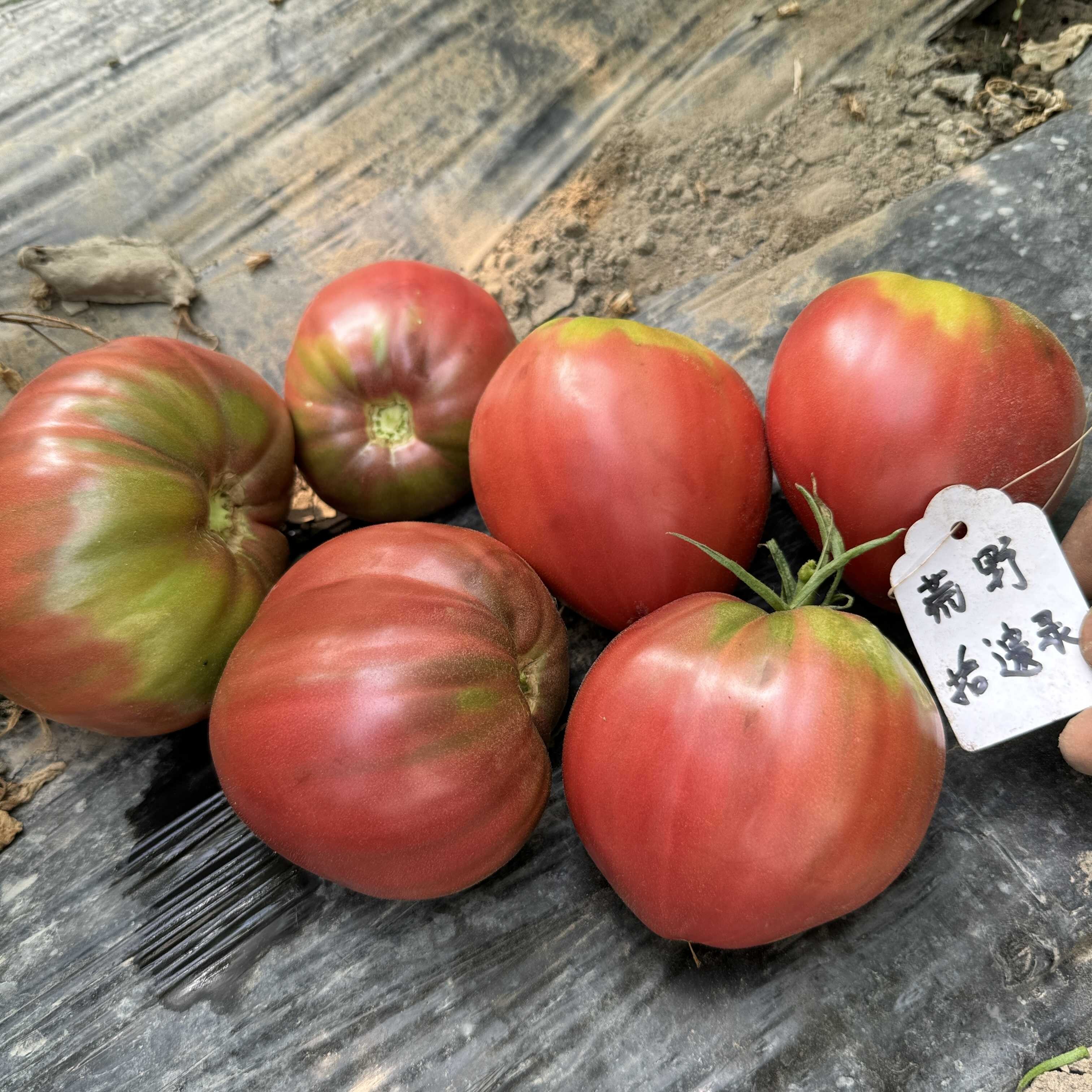 切诺基紫牛心种子3粒传家宝可留种庭院露台家庭园艺种植29包邮