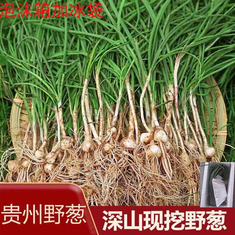 【今日送福利】贵州新鲜野葱野蒜现挖现卖可当下饭菜的特产野菜
