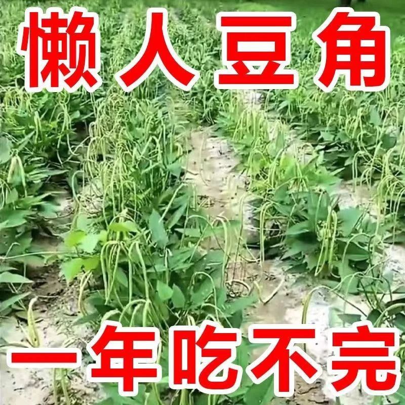 【一年只要几块钱】摘不败无架长豆角种不用搭架子的长豆角蔬菜种