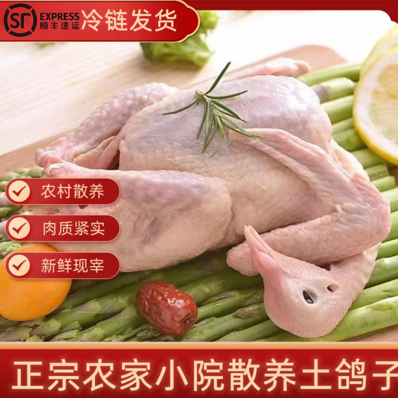 农家散养土鸽新鲜现杀鸽子土鸽子乳鸽煲炖汤生鲜鸽子肉