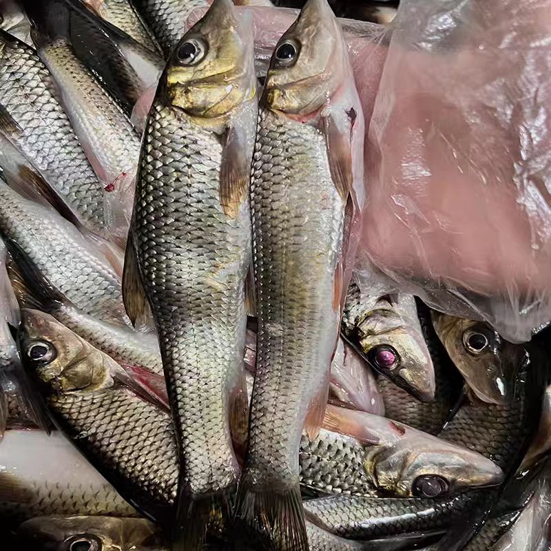 鲜活沙沟鱼麻沟鱼溪流鱼重唇鱼花骨鱼肉质鲜美现杀现发坏单包赔