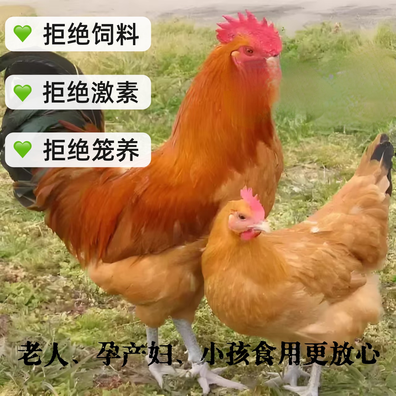 [公母组合]正宗散养土鸡大公鸡公鸡红烧+母鸡煲汤2只净重5-6斤