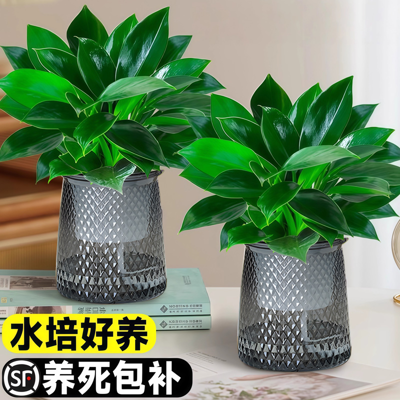 【买1送1】 大叶金钻盆栽室内桌面绿植物净化空气常青水培去除甲醛