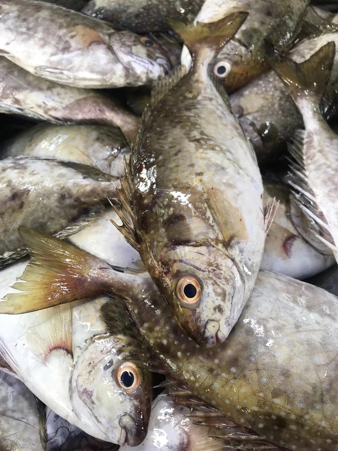 泥猛鱼苦提煮酸梅天花板惠来神泉本港