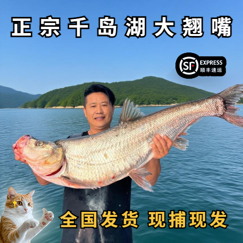 正宗千岛湖大翘嘴米翘鲜活淡水大白鱼新鲜翘嘴刁鱼活鱼现杀快递