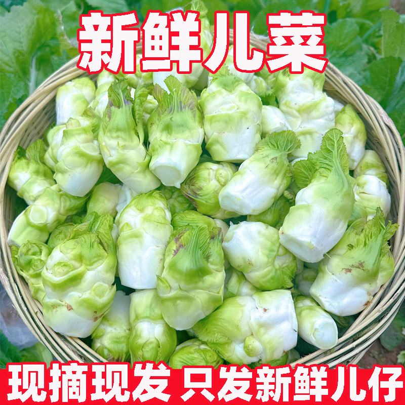 四川儿菜新鲜娃娃菜抱儿仔母子耳菜农家自种咸菜原料蔬菜包邮
