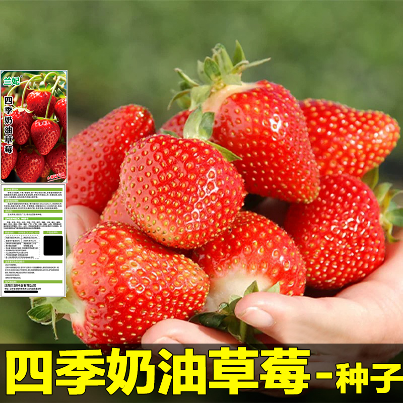 奶油草莓种子奶油红草莓种籽子家庭阳台盆栽四季易活大草莓种zxy