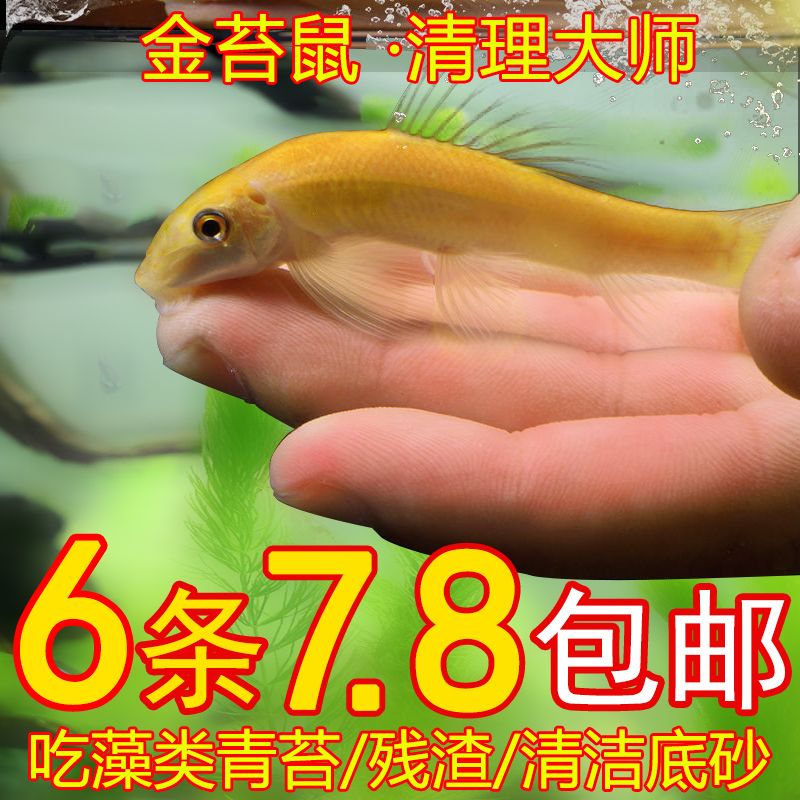 清洁鱼金苔鼠鱼清除藻粪便垃圾热带鱼彩虹鲨青铜鼠鱼缸工具老鼠鱼