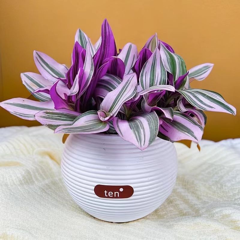 油画婚礼三色懒人进口吊兰易爆盆好养活吸甲醛室内办公多肉植物