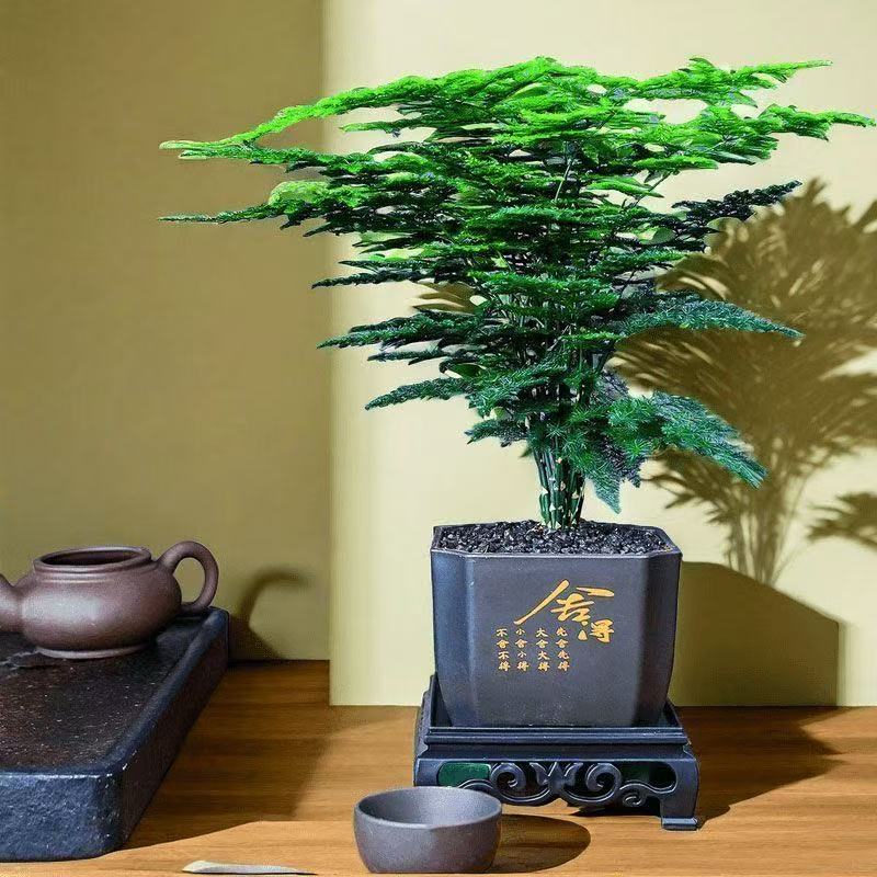 文竹盆栽室内四季常青绿植适合办公室客厅桌面摆放HD