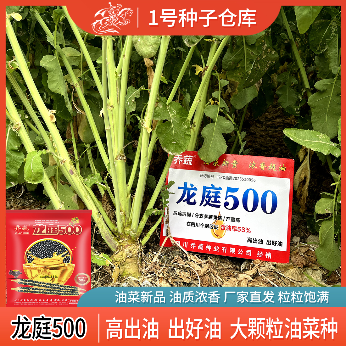 龙庭500油菜种子高产四川甘蓝型杂交油菜籽矮杆抗倒伏高出油中熟