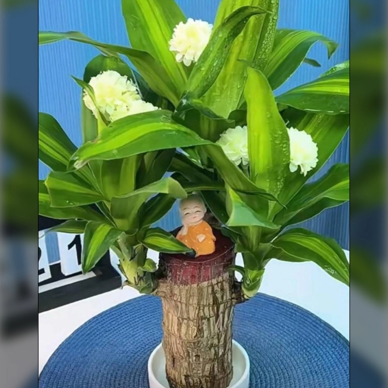 基地直发带芽孢加粗加高巴西木巴坦木可开花水养土培观赏花卉盆栽