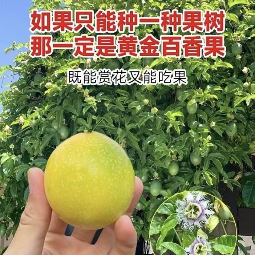 广西正宗黄金9号百香果嫁接苗纯甜品种当年结果