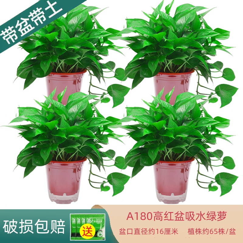 喜庆高红盆绿萝盆栽室内绿植长藤品种新房绿植盆栽室内