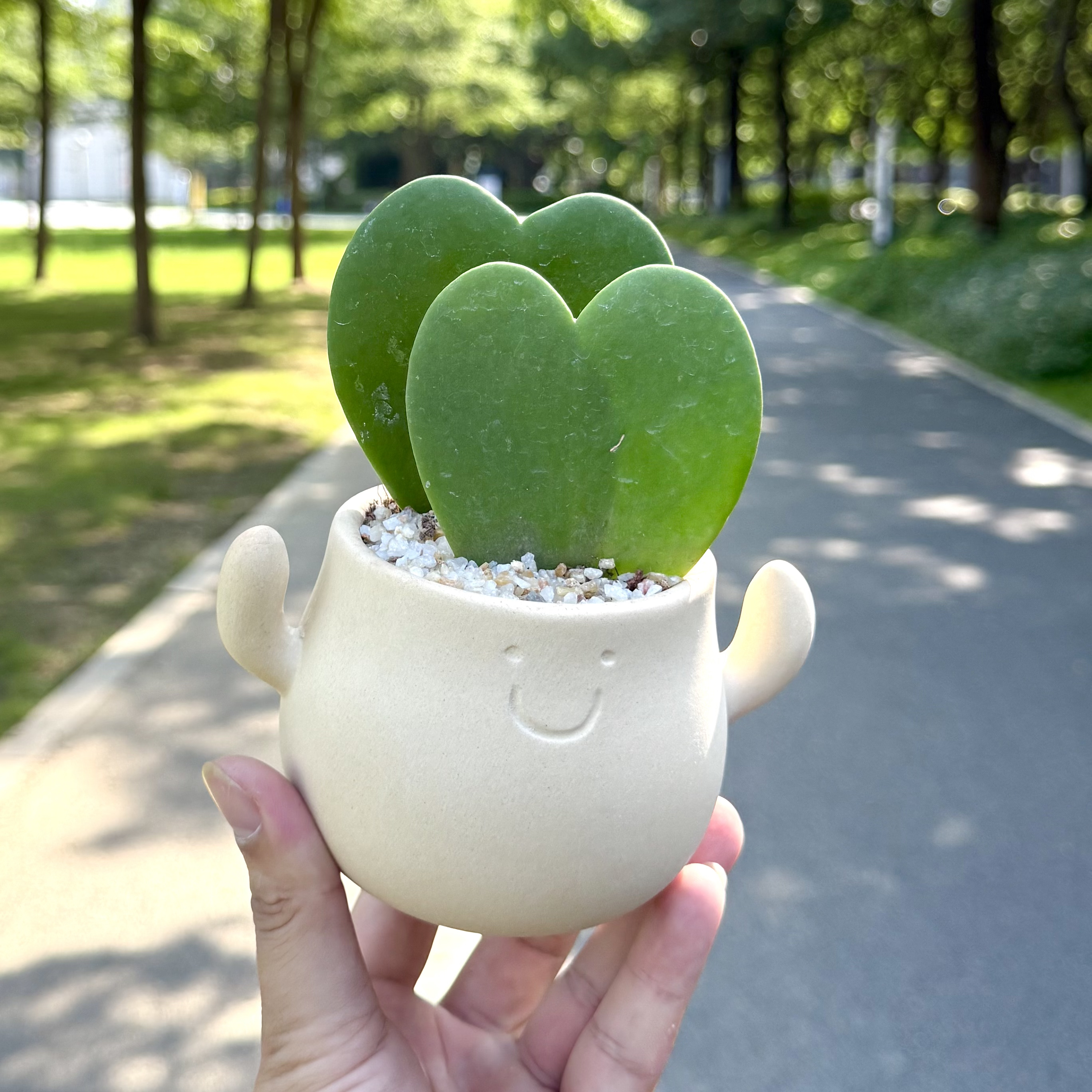 心叶球兰一片心多肉盆栽盆景室内客厅办公室桌面可爱花卉绿植好养