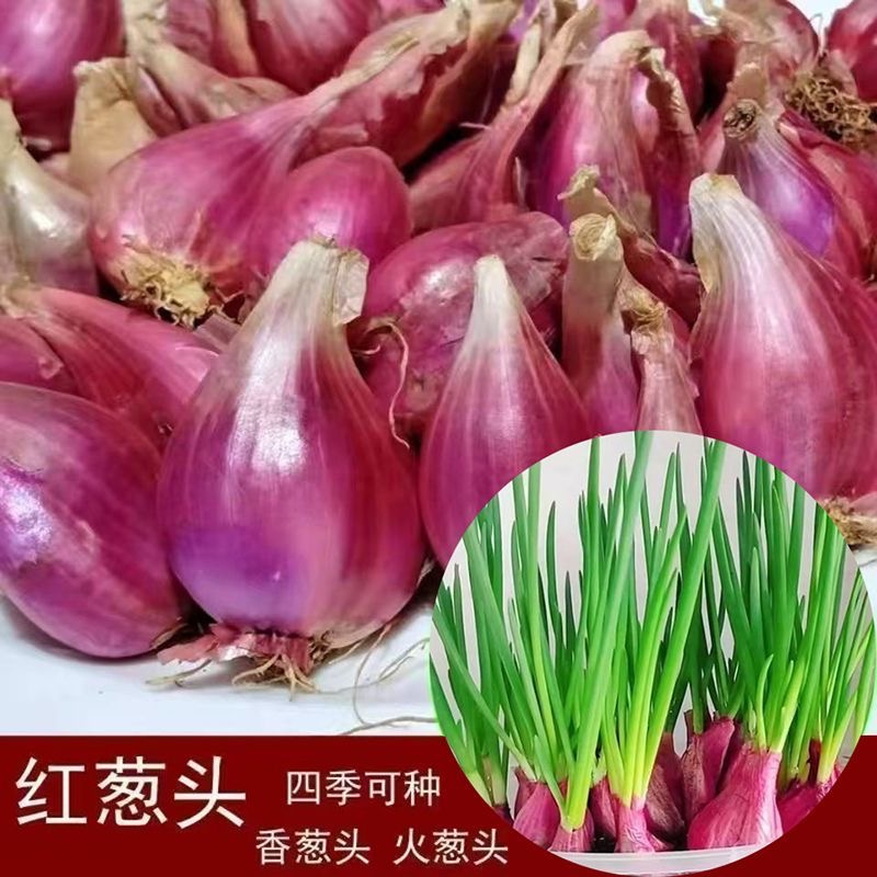 火葱头四季小香葱种子种头蒜葱小葱种籽红葱头阳台蔬菜盆栽葱种孑