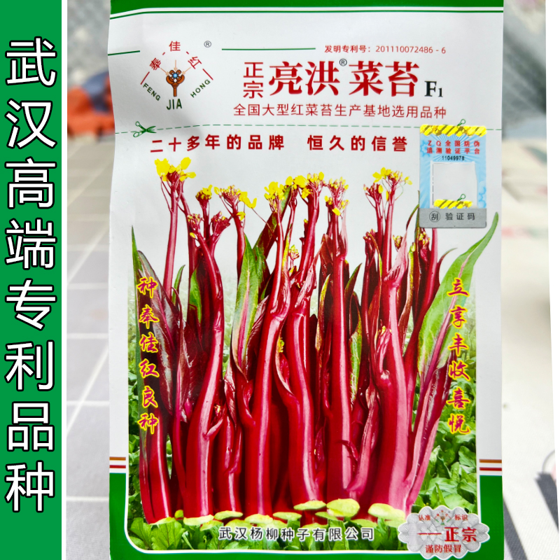 红菜苔种子改良亮洪菜苔早熟苔叶小抽苔快产量大口感脆甜秋季播种
