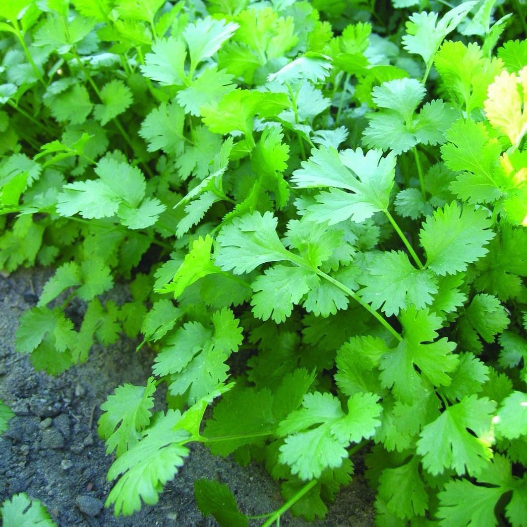 四季快速香菜阳台室内花卉盆栽大叶耐热耐寒秋冬蔬菜高产