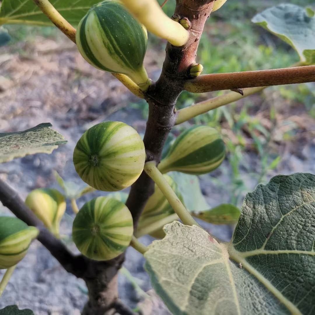 新疆早黄金傲芬斯特拉芭劳奈青皮现挖现发无花果树苗无花果枝条