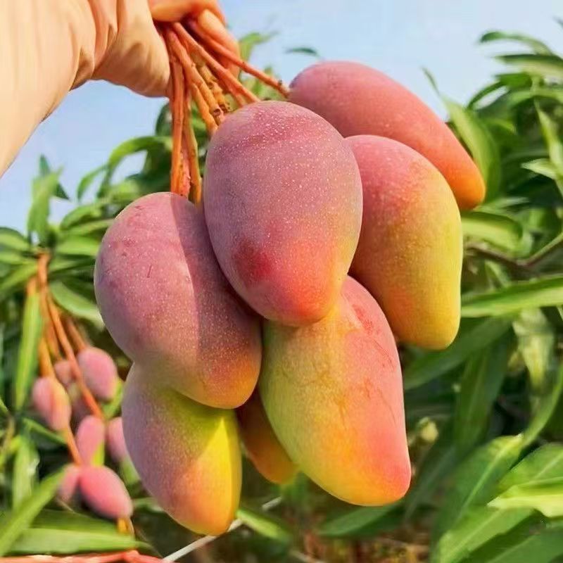 SS1【放软食用】正宗贵妃芒新鲜现摘 水果坏果包赔P