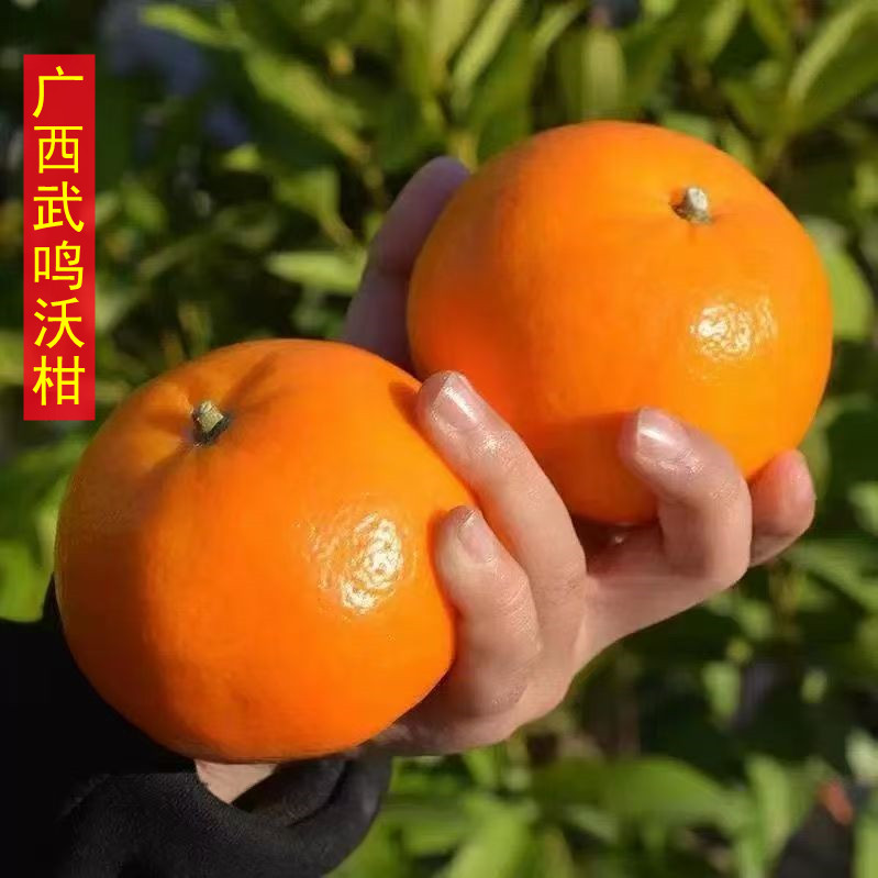 正宗广西武鸣沃柑当季新鲜孕妇水果皮薄多汁柑橘子现摘产地直发