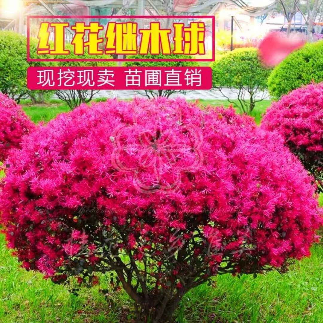 红花继木球红花檵木树苗庭院别墅地栽观赏耐寒植物园林工程绿化苗