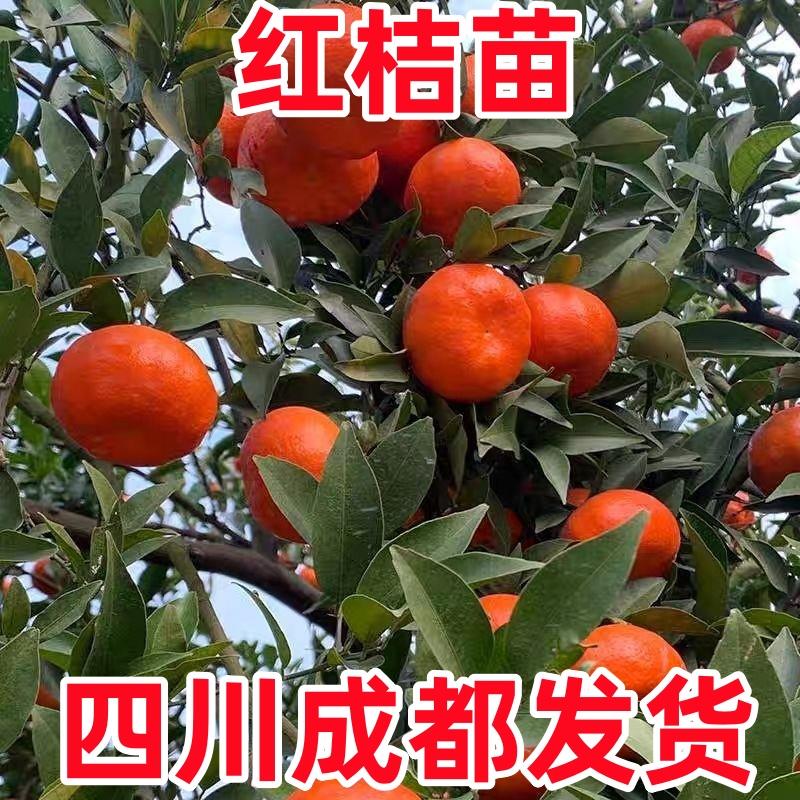 正宗川红桔红橘大红袍橘子陈皮原料南北方种植桔子当年结果果树苗