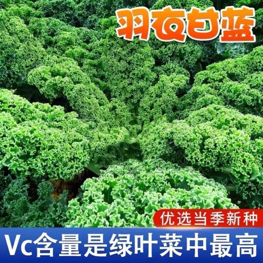四季种植高产羽衣甘蓝种子四季播种耐寒抗病易种绿叶甘蓝蔬菜种子