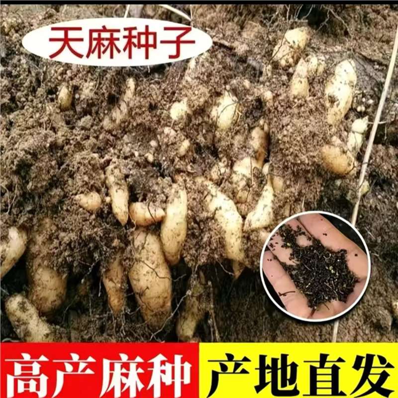 天麻种子阳台盆栽庭院种植四季均可种