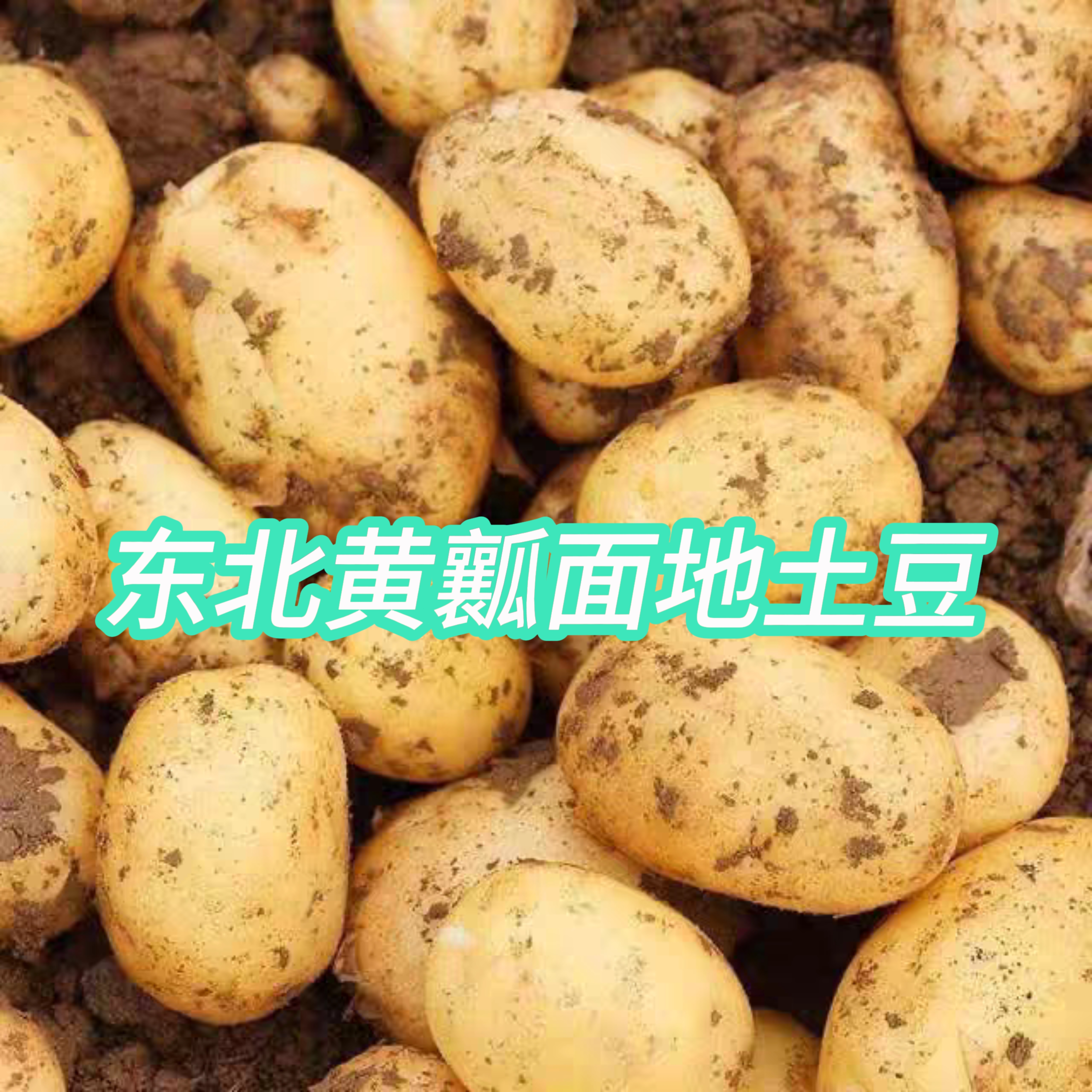 东北农村现挖土豆开锅嘎嘎面