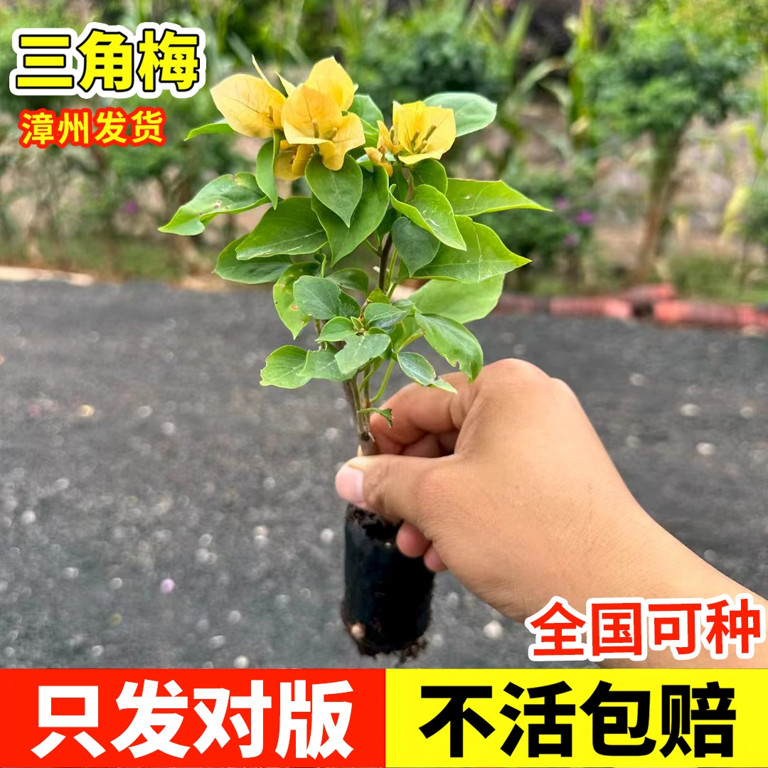 三角梅带花大苗盆栽四季勤花卉不断爬藤重瓣植物室内阳台庭院树苗