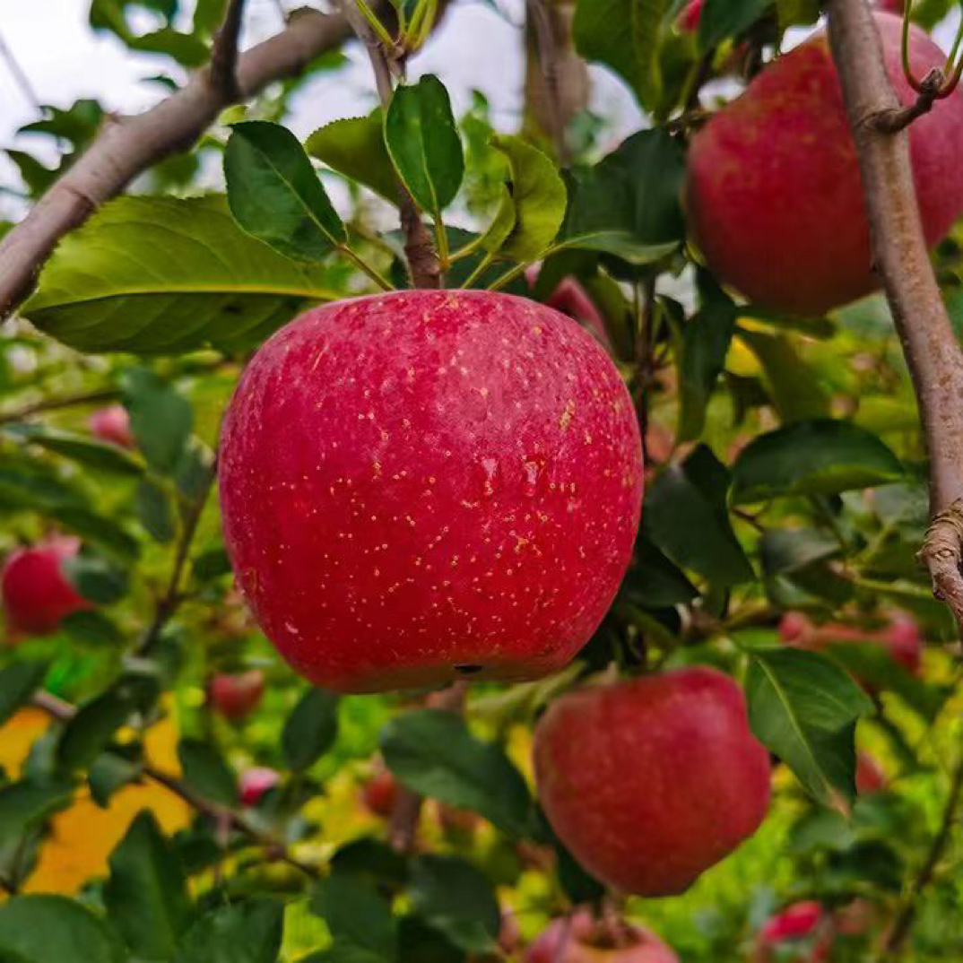 云南昭通冰糖心丑苹果红富士苹果新鲜现摘现发